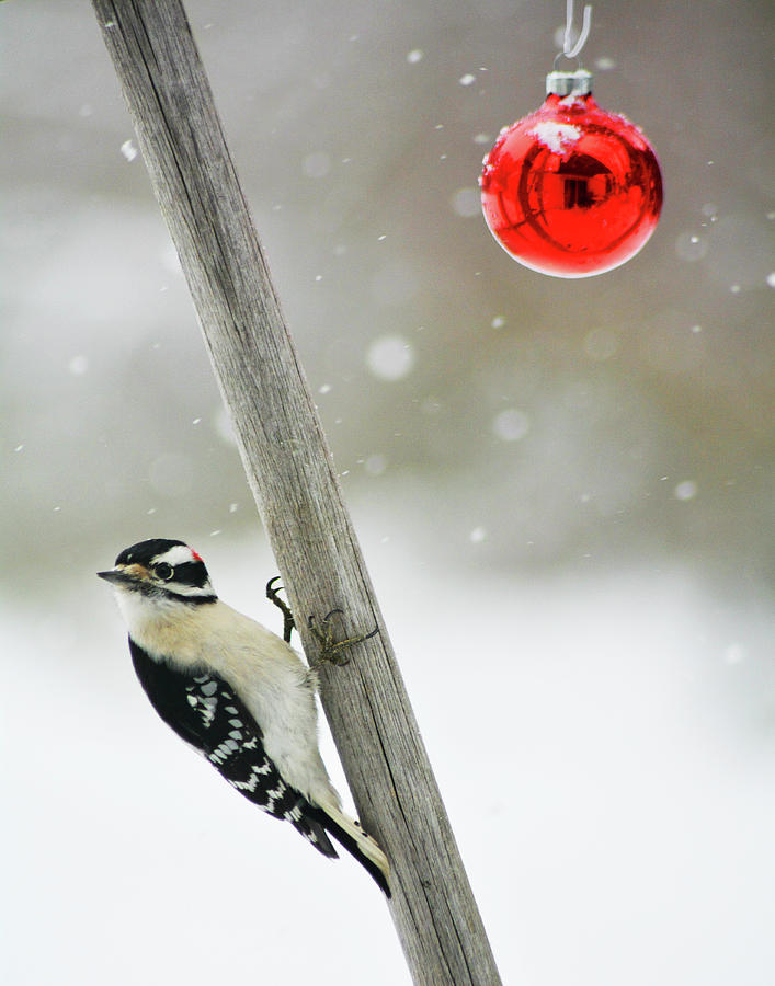 Downy Woodpecker Christmas Photograph by Garrett Sheehan