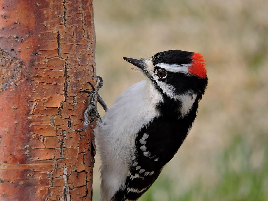Downy Woodpecker Photograph by Connor Beekman