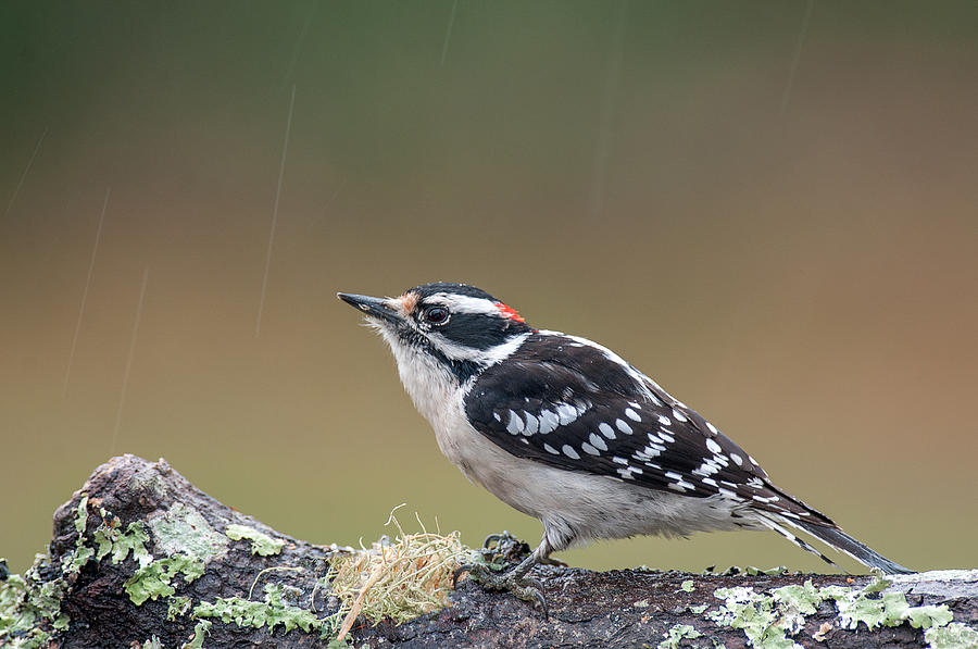 Woodpecker Photograph - Downy Woodpecker by Derek Thornton