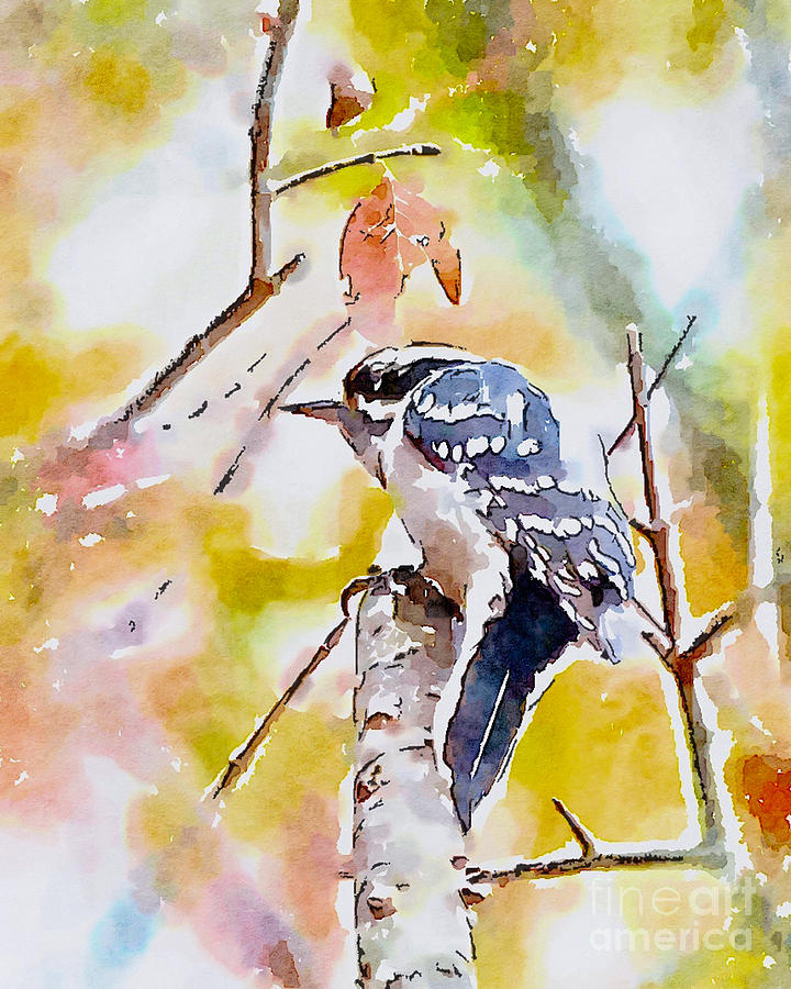 Downy Woodpecker - Digital Watercolor Photograph by Kerri Farley