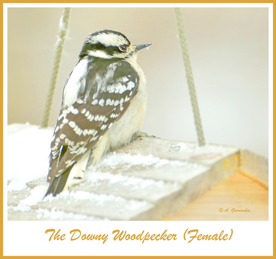 Downy Woodpecker Female In Winter Photograph