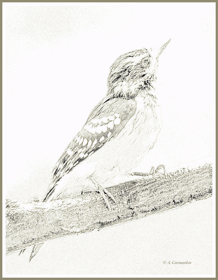 Downy Woodpecker, Female, Pencil Sketch, Watercolor Photograph by A Macarthur Gurmankin