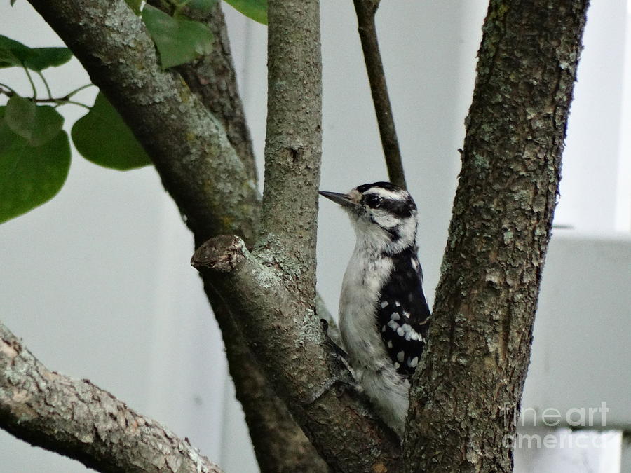 Downy Woodpecker Photograph by Gina Sullivan - Pixels