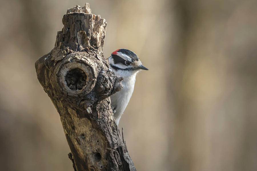 Downy Woodpecker Img 1 Photograph by Bruce Pritchett