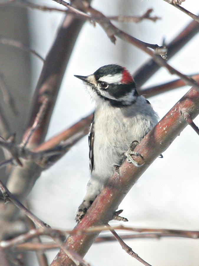 Bird Photograph - Downy Woodpecker In An Apple Tree by Laurie With Bird Photograph - Downy Woodpecker In An Apple Tree by Laurie With