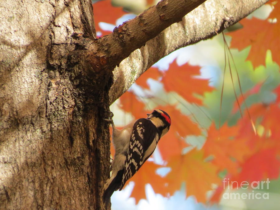 Downy Woodpecker In Autumn Photograph