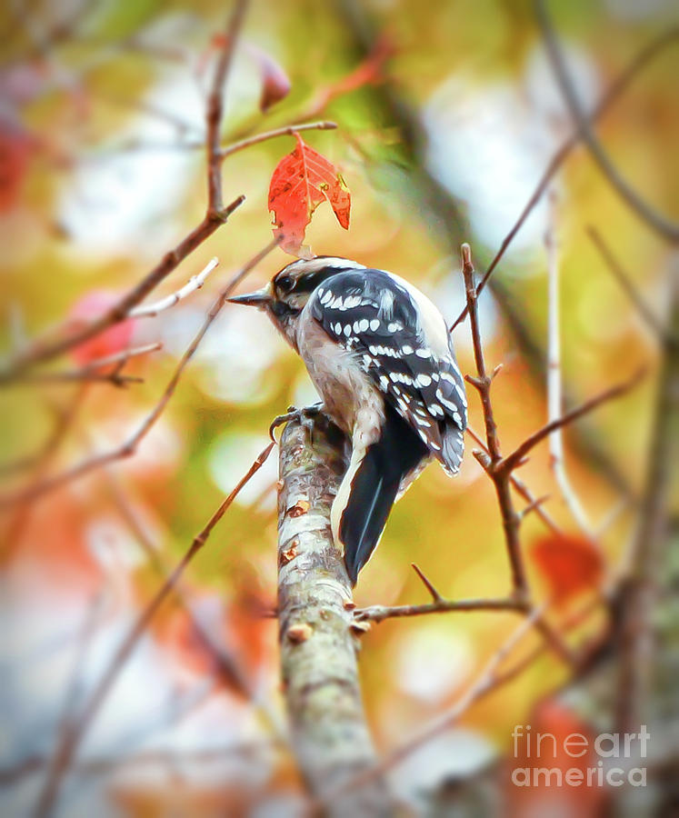 Woodpecker Photograph - Downy Woodpecker in Autumn Forest by Kerri Farley