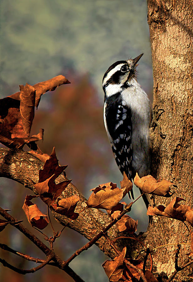 Downy Woodpecker in Autumn Photograph by Mitch Spence