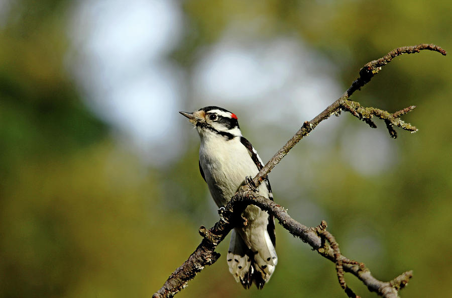 Downy Woodpecker In Fall Photograph by Debbie Oppermann