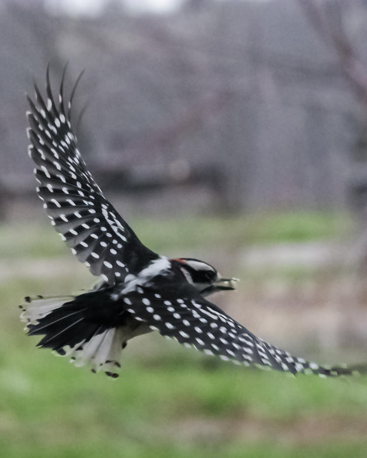 Downy Woodpecker in Flight Photograph by Holden The Moment