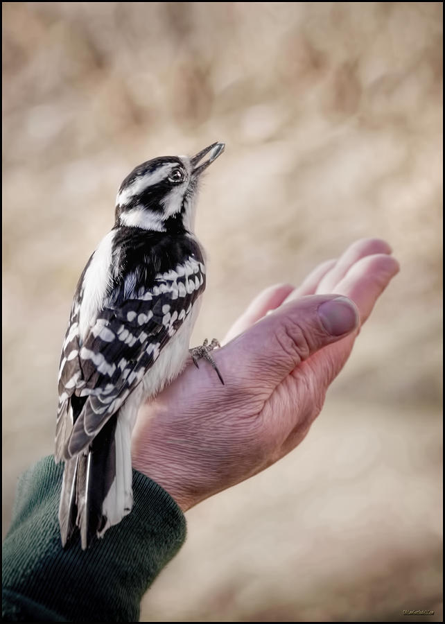 Woodpecker Photograph - Downy Woodpecker in Hand  by LeeAnn McLaneGoetz McLaneGoetzStudioLLCcom