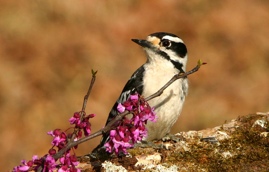 Downy Woodpecker in Spring Photograph by Sheila Brown