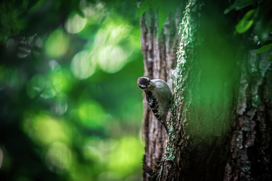 Downy Woodpecker In The Wild Photograph by Alex Grichenko