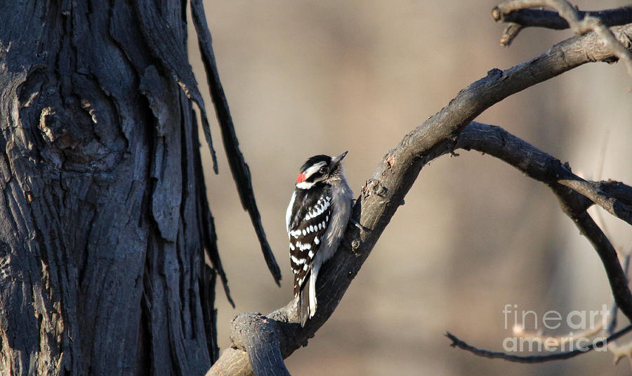 Downy Woodpecker 1 Photograph by Jamie Smith