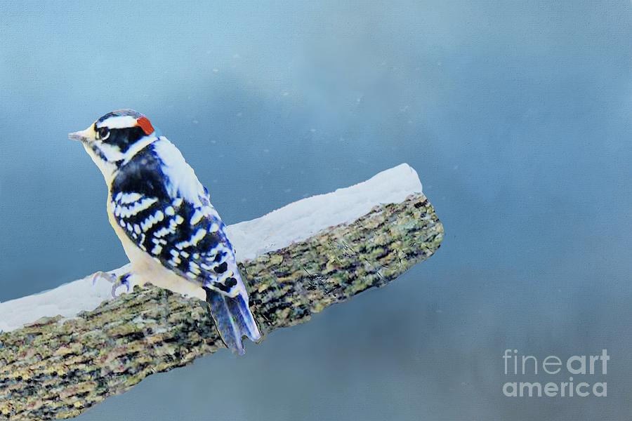 Downy Woodpecker Photograph by Janette Boyd