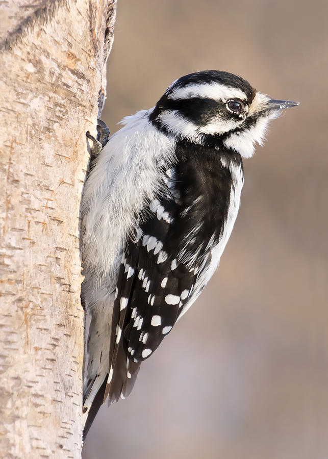 Woodpecker Photograph - Downy Woodpecker by Jim Hughes