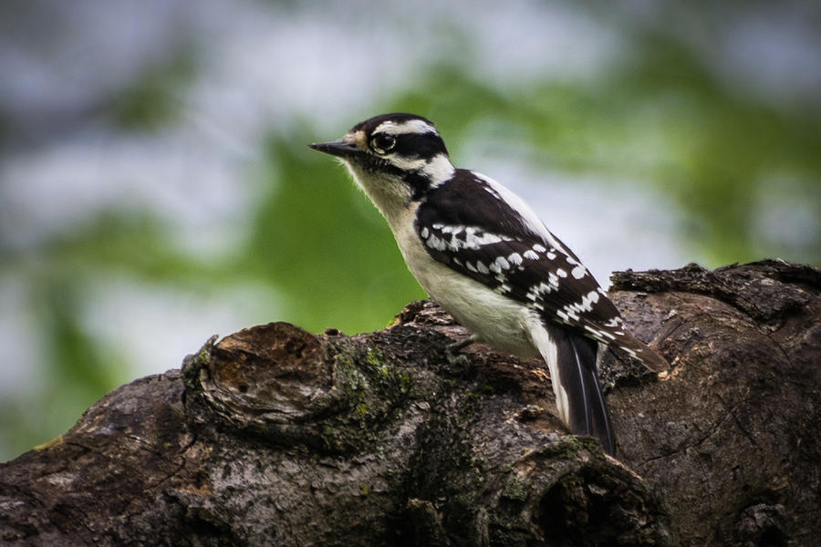 Downy Woodpecker Photograph by John Benedict