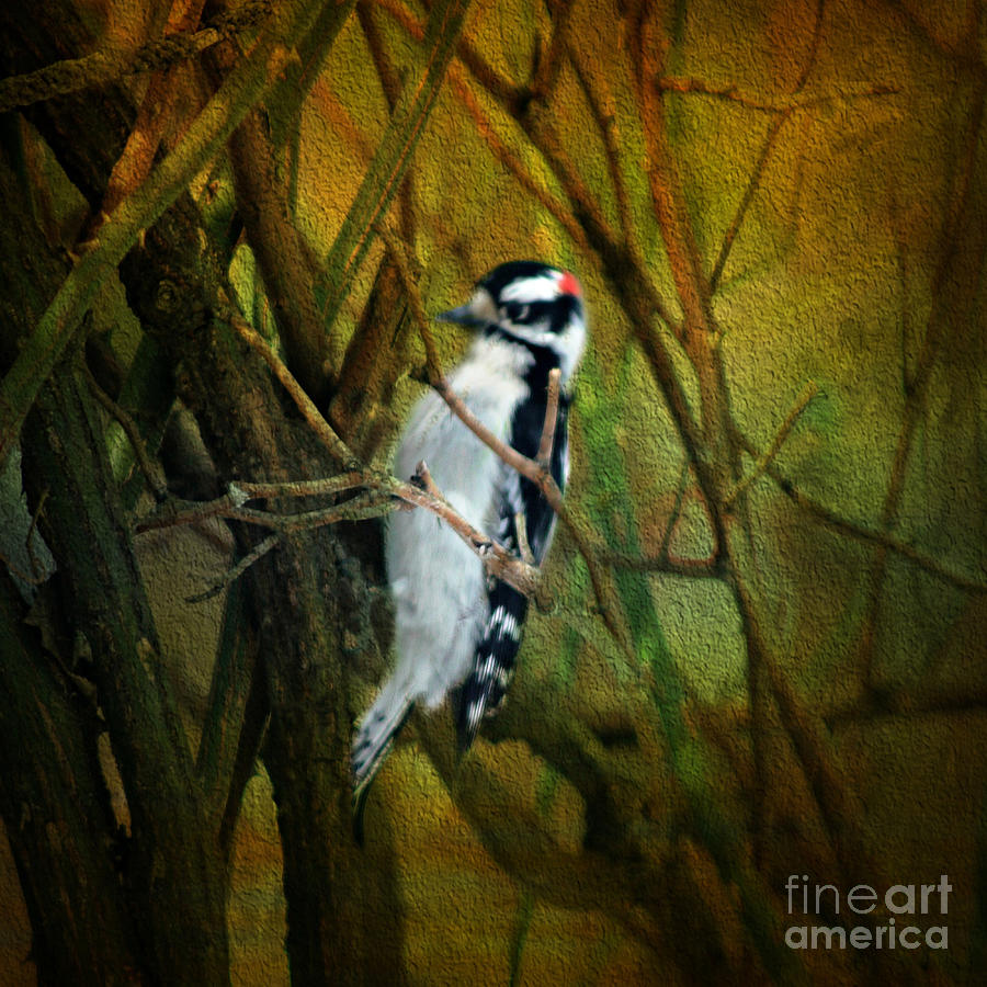 Downy Woodpecker Photograph by Judy Palkimas