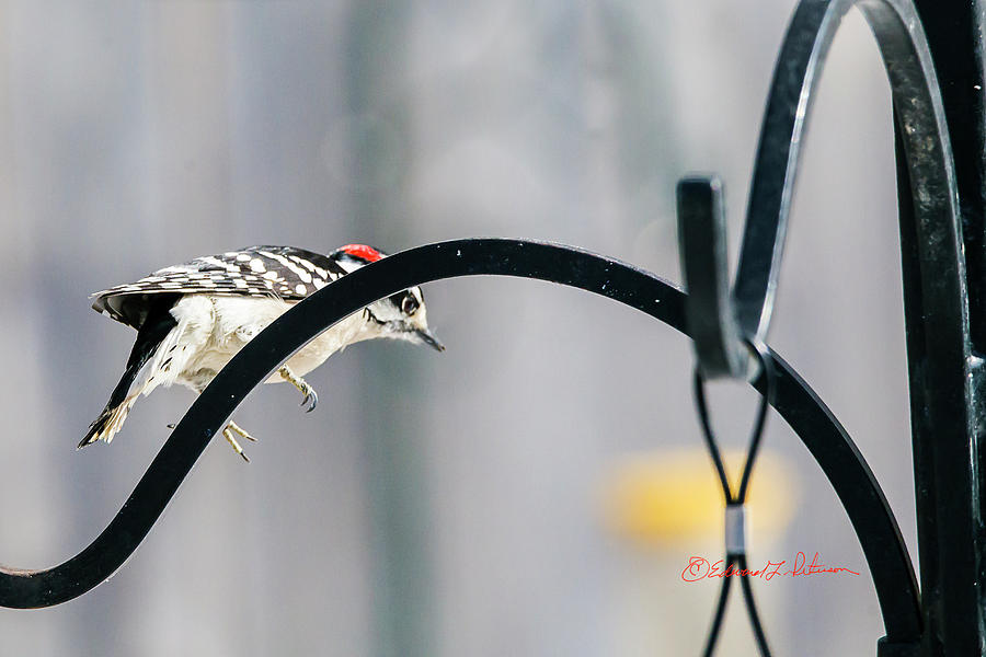 Downy Woodpecker Jumping Off Photograph by Ed Peterson