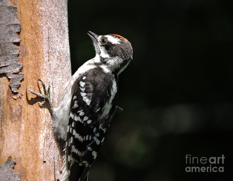 Downy Woodpecker Juvenile Photograph by Mim White
