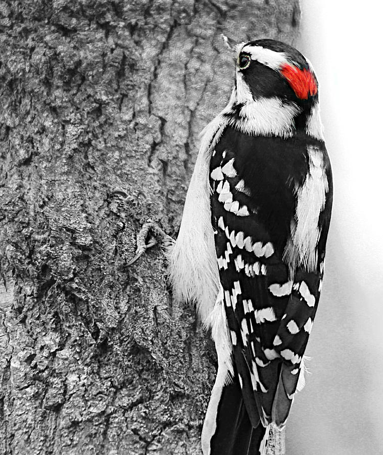 Downy Woodpecker Photograph by Kathy M Krause