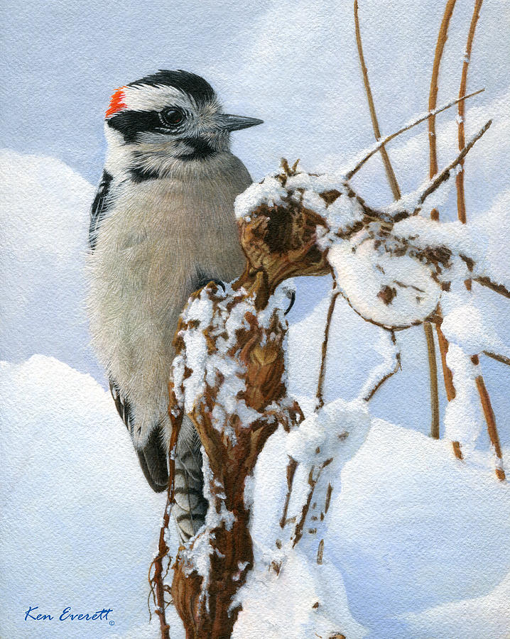 Downy Woodpecker  Painting by Ken Everett