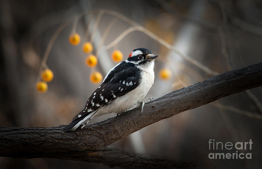 Woodpecker Photograph - Downy Woodpecker by Lisa Manifold