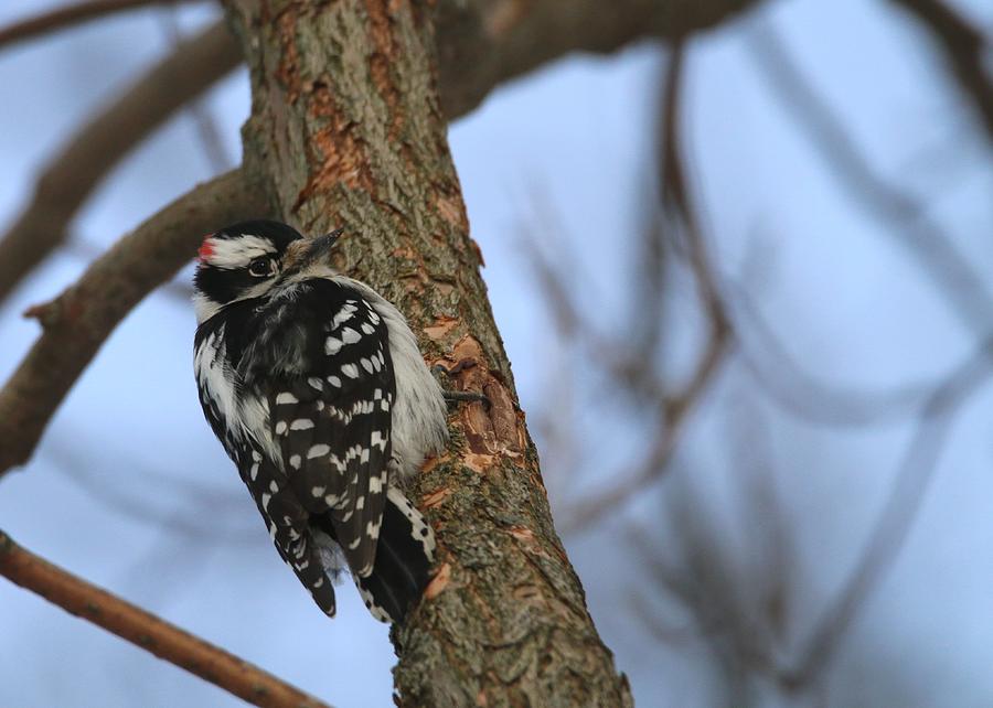 Downy Woodpecker Photograph by Living Color Photography Lorraine Lynch