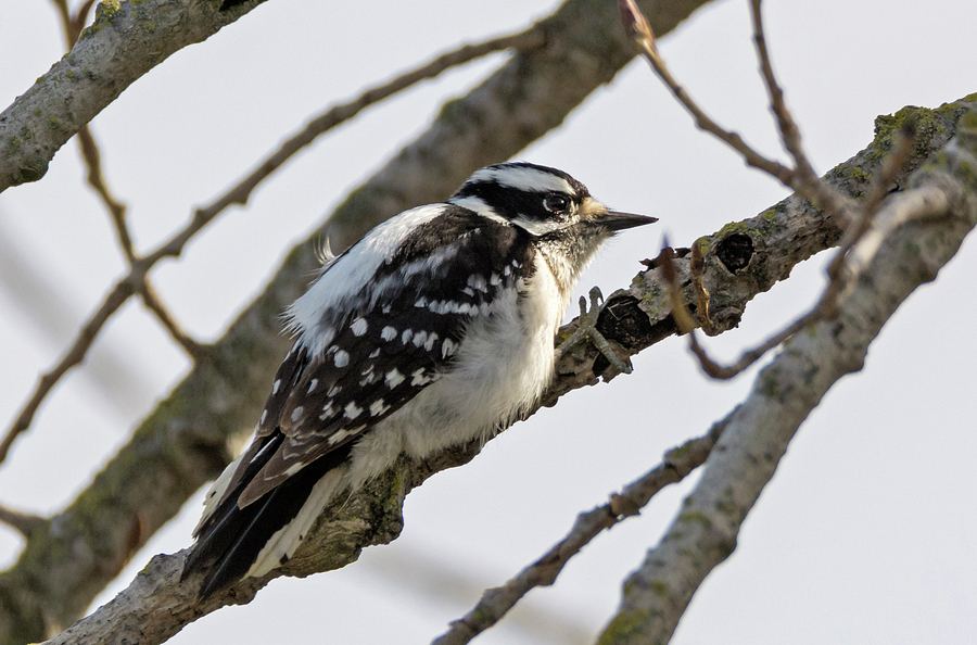 Downy Woodpecker Photograph by Loree Johnson