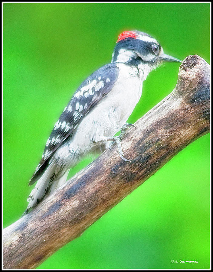 Downy Woodpecker Male Photograph by A Macarthur Gurmankin