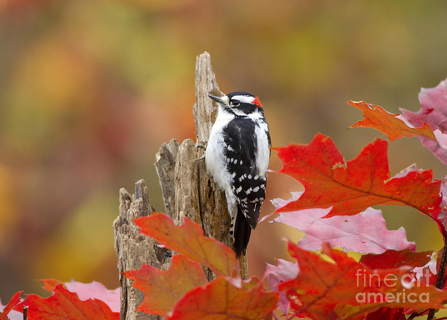 Downy Woodpecker Male Photograph by Marie Read