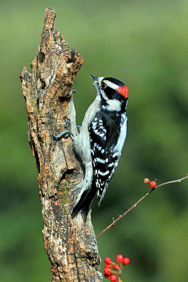 Downy Woodpecker Male Near Tree Top Photograph by Alan Lenk