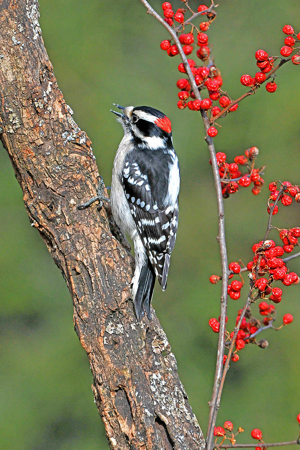 Downy Woodpecker Male with Red Berries Photograph by Alan Lenk