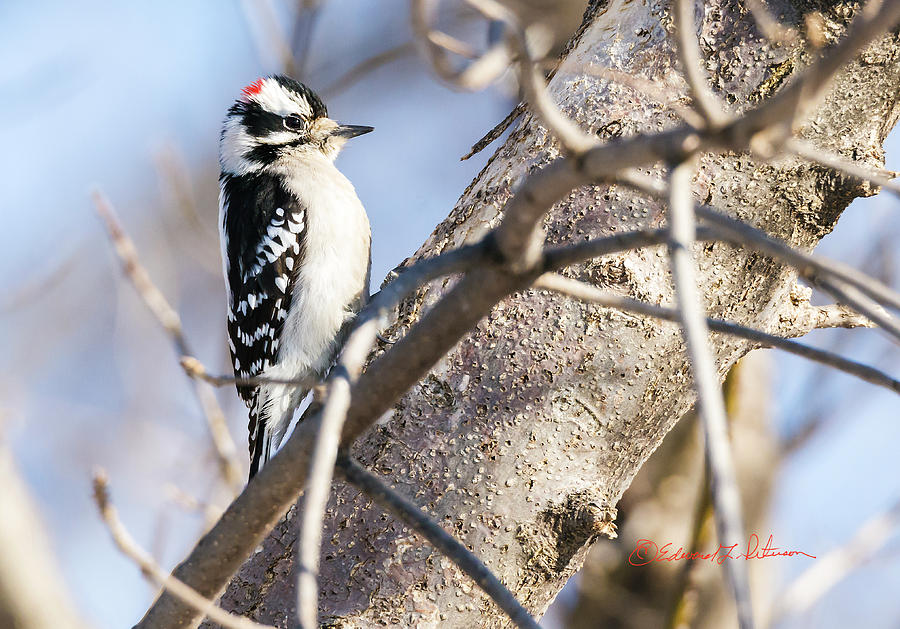 Downy Woodpecker On A Limb Photograph by Ed Peterson