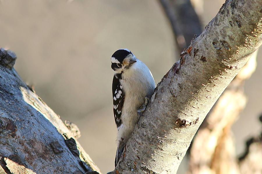 Downy Woodpecker on a limb Photograph by Linda Crockett | Fine Art America