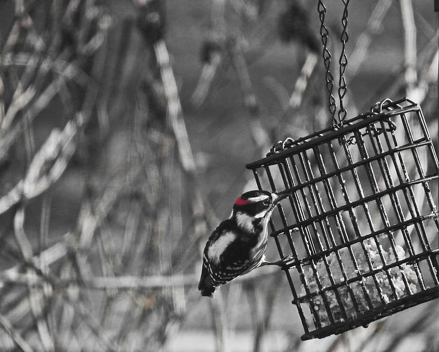 Downy Woodpecker on Suet cage Photograph by Judy Wanamaker