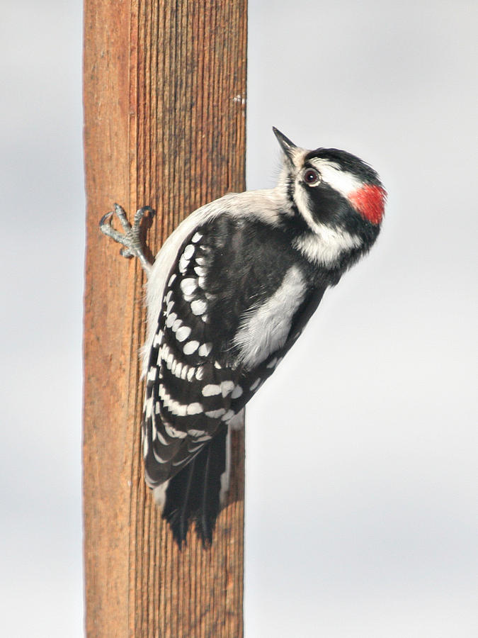 Woodpecker Photograph - Downy Woodpecker on the Deck Post by Laurie With