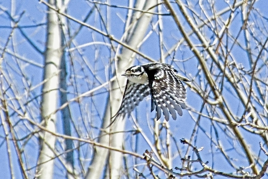 Winter Photograph - Downy Woodpecker on the speed by Asbed Iskedjian