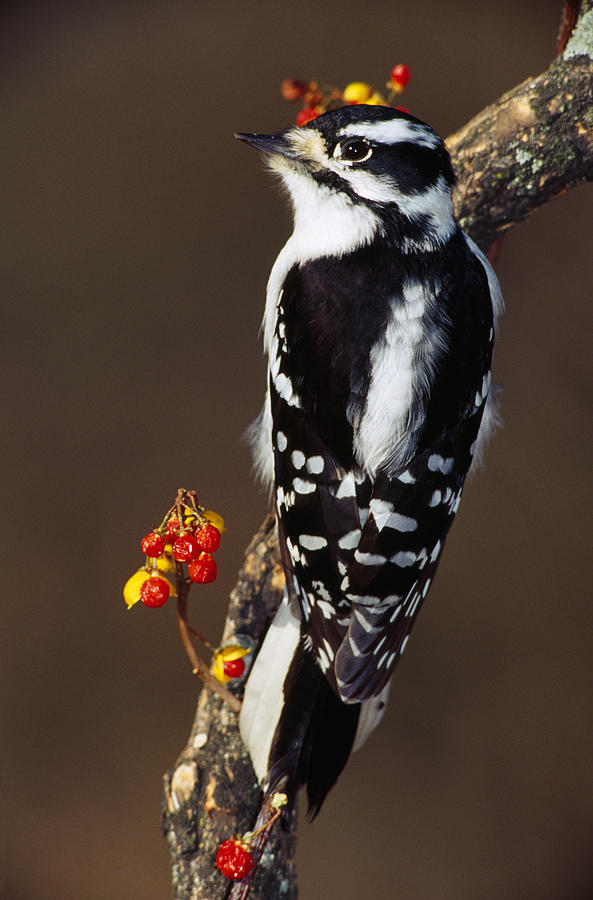 Nature Photograph - Downy Woodpecker On Tree Branch by Panoramic Images