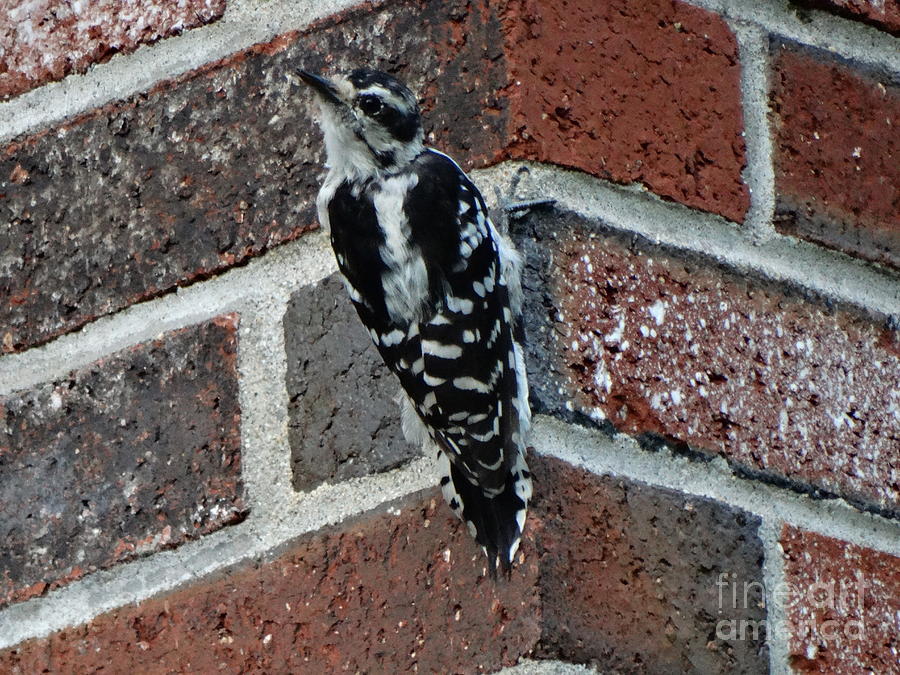 Downy Woodpecker Perched On The Chimney Photograph by Gina Sullivan