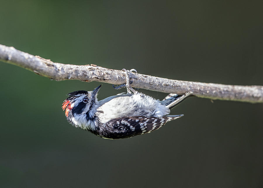 Downy Woodpecker Profile Upside Down On Branch Photograph by William Bitman