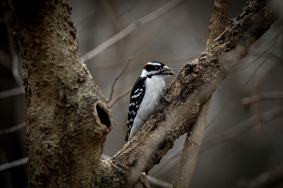 Downy Woodpecker Photograph by Ray Congrove