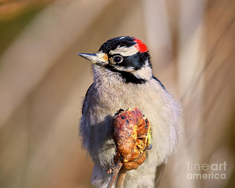 Downy Woodpecker Photograph by Sharon Talson