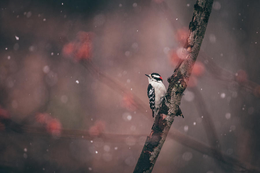 Woodpecker Photograph - Downy Woodpecker Snow by Jessica Nelson