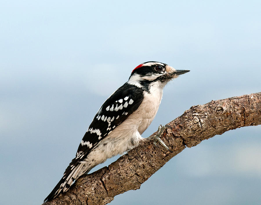 Downy Woodpecker Spring 2016 1 Photograph by Lara Ellis