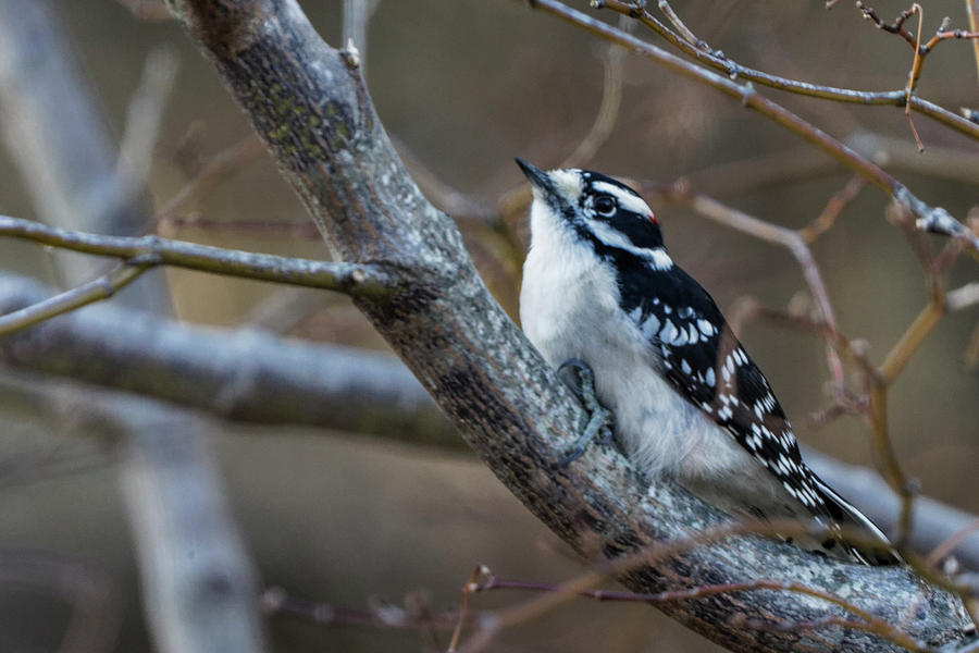 Downy Woodpecker Photograph by Steve Gravano