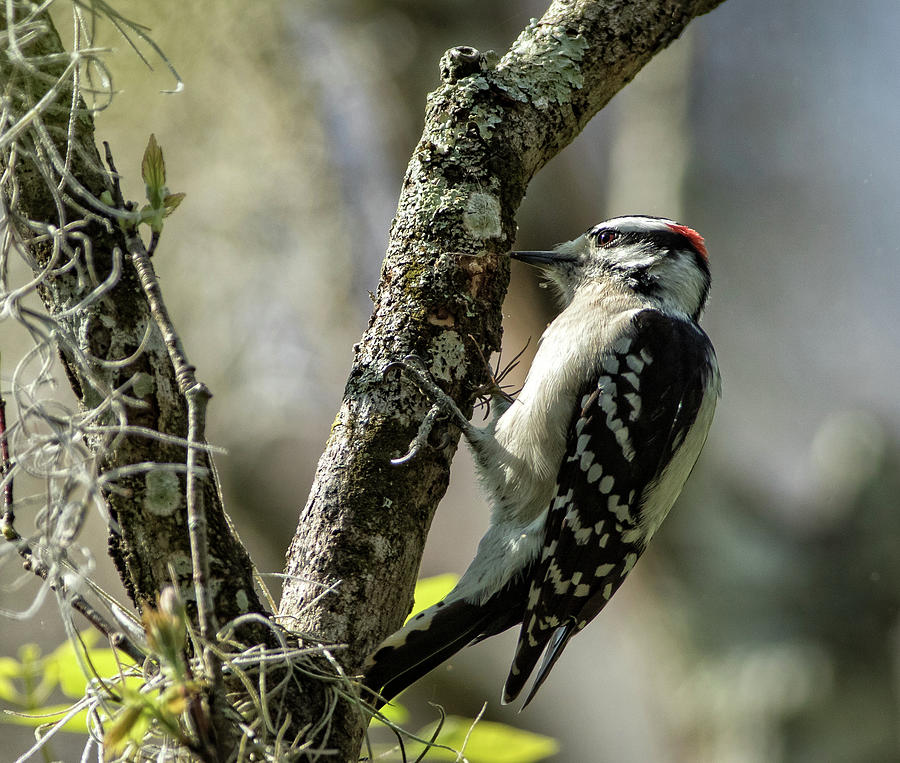 Downy Woodpecker Photograph by Steven Upton