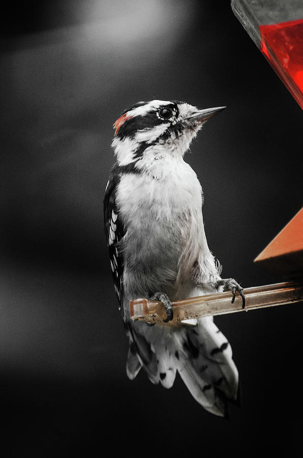 Downy Woodpecker Photograph by Susan McMenamin