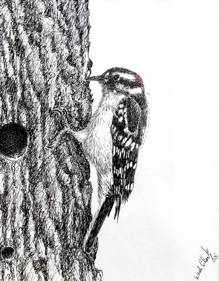 Downy woodpecker Drawing by Wade Clark