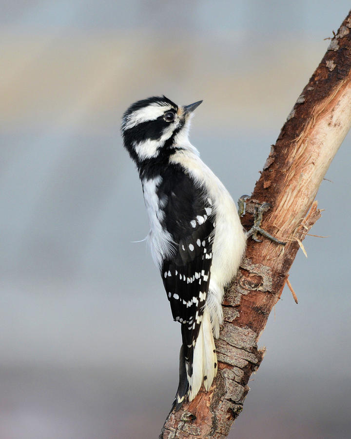 Downy Woodpecker Photograph by Whispering Peaks Photography